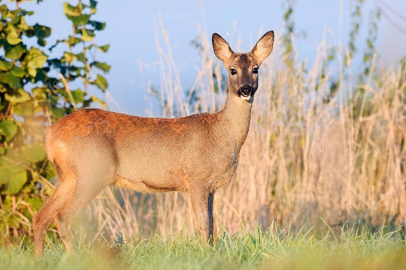 European roe deer (Capreolus capreolus), doe in autumn, North Rhine-Westphalia, Germany