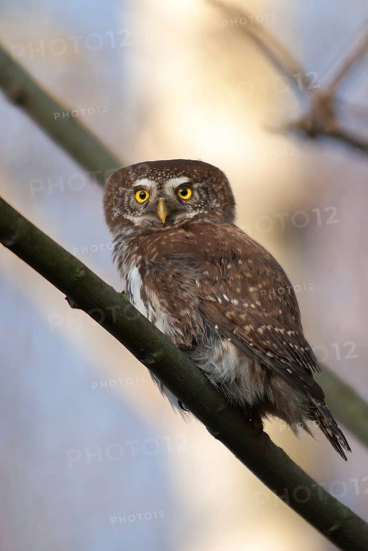 Glaucidium passerinum, pygmy owl, birds, owls, high size, portrait, owls, strigiforms, birds