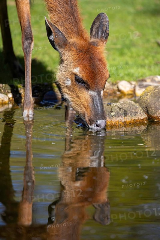 Sitatunga (Tragelaphus spekii) drinking