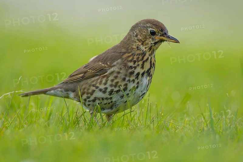 Song thrush (Turdus philomelos) adult bird on a garden grass lawn, Suffolk, England, United Kingdom
