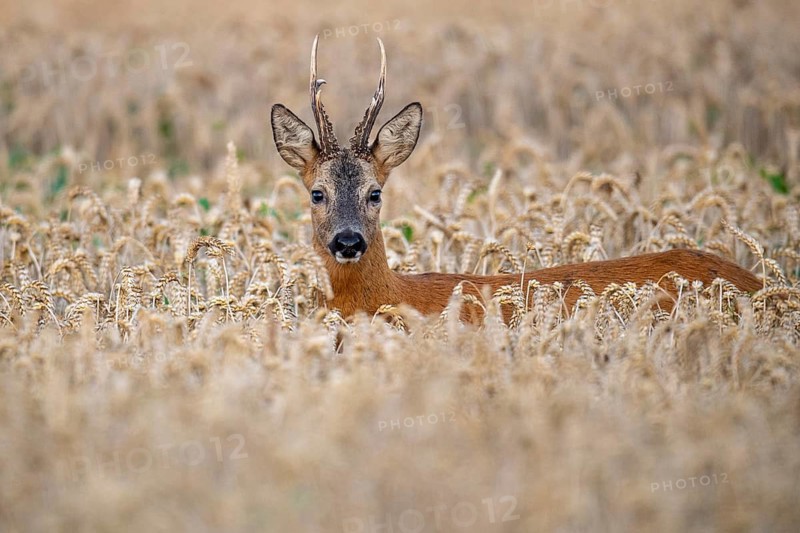Roebuck (Capreolus capreolus) in wheat, Vechta, Lower Saxony, Germany