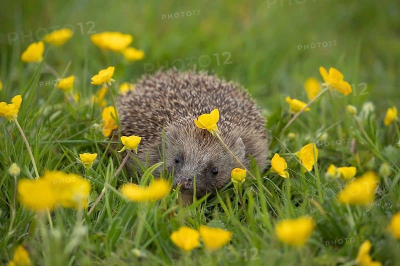 European hedgehog (Erinaceus europaeus) adult animal amongst Meadow buttercup (Ranunculus acris) flowers in grassland in spring, England, United Kingdom