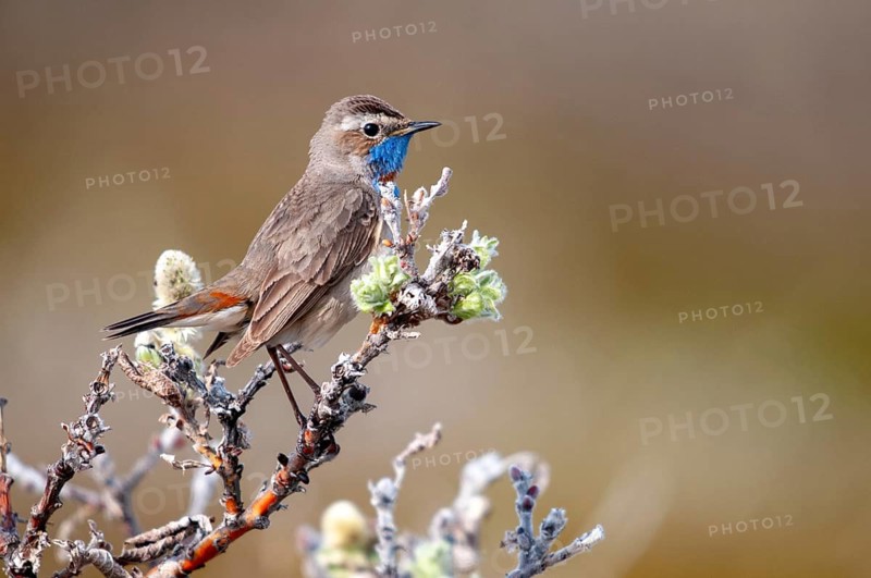 Bluethroat, Luscinia Svecica Svecica Svecica, Norway, Red-Spotted Bluethroat, Red-Star Bluethroat, Varanger, Birds, Passeri, Songbirds, Birds
