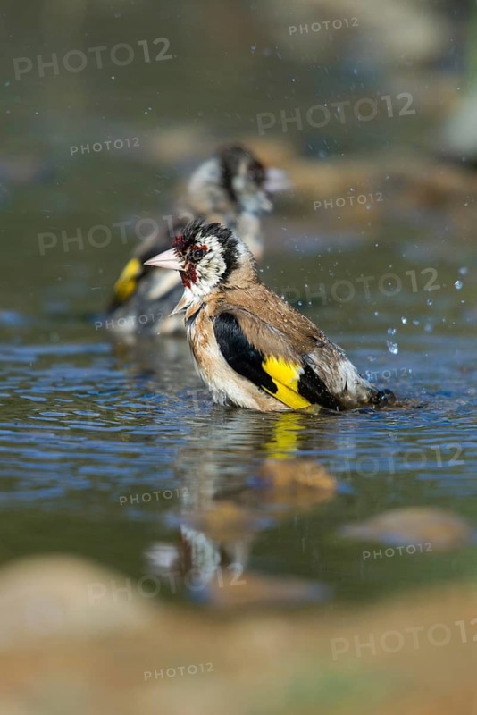 Carduelis carduelis, goldfinch, goldfinch, goldfinch, bath, bird bath, birds, high size, portrait format, passeri, songbirds, potions, birdbath, birds, watering place