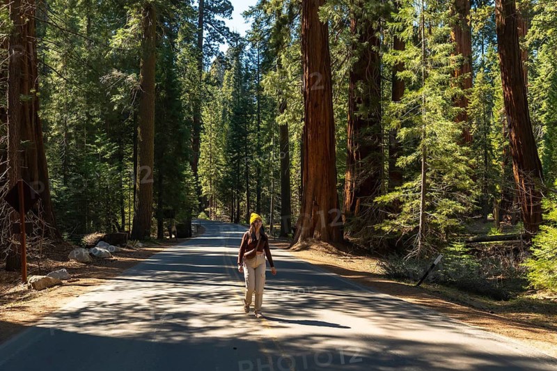 Woman tourist enjoying a sunny walk on a winding road through a dense forest of giant sequoia trees, experiencing nature and wilderness during her travel adventure