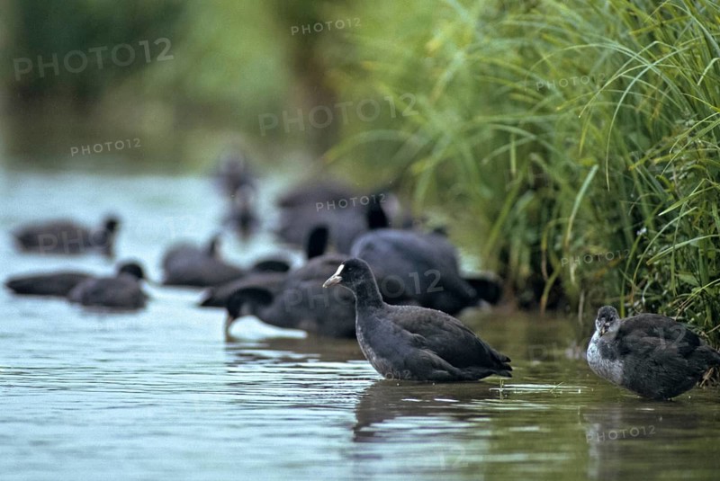 Eurasian Coot Coot, Fulica Atra, Birds, Coot Rail, Gruiformes, Crane Birds, Rails, Rallidae, Birds, Waterbirds, Waterbirds