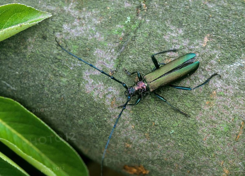Aromia Moschata, Musk Beetle, Beetle, Longhorn Beetle, Coleoptera, Insects, Beetles, Leo