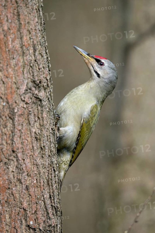 Grey-headed Woodpecker woodpecker, grey-faced woodpecker, grey-headed woodpecker, picus canus, birds, high size, portrait format, male, piciformes, woodpeckers, birds, woodpecker