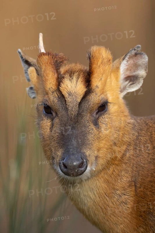 Muntjac deer (Muntiacus reevesi) adult animal head portrait, England, United Kingdom