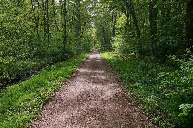 A peaceful forest trail lined with tall trees and fresh greenery, spring, Bullau, Erlensee, Hanau, Hesse, Germany