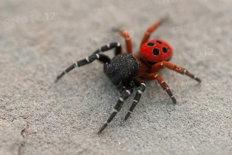 Eresus cinnaberinus, ladybird spider, arachnids, Bulgaria, male, spiders, spiders, spiders
