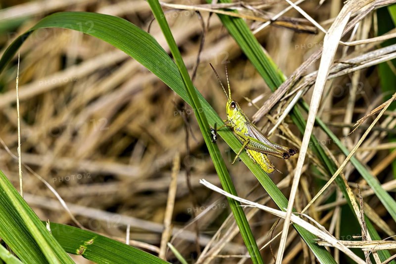 A single grasshopper on dark green and brown blades of grass outdoors, the meadow grasshopper (Pseudochorthippus montanus) in the grass near Herleshausen in Germany