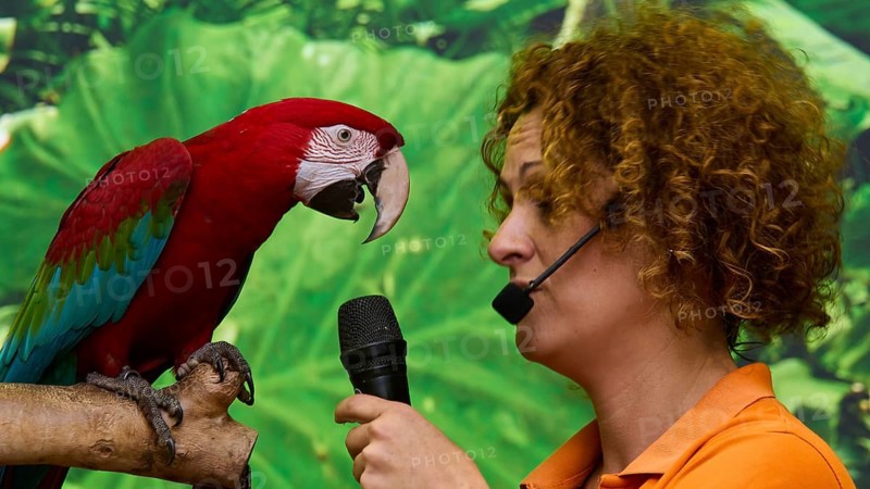 A colourful parrot and a woman with a microphone interacting on stage, Parrot (Psittaciformes), Loro, Parrot show, Loro Parque, Puerto de la Cruz, Tenerife, Canary Islands, Spain