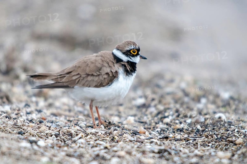 Charadrius dubius, plover, little ringed plover, birds, charadriiformes, limikolen, plower, plover, birds, waders, waders