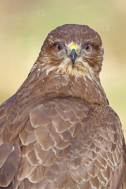 Common Buzzard (Buteo buteo), animal portrait, Wilnsdorf, North Rhine-Westphalia, Germany