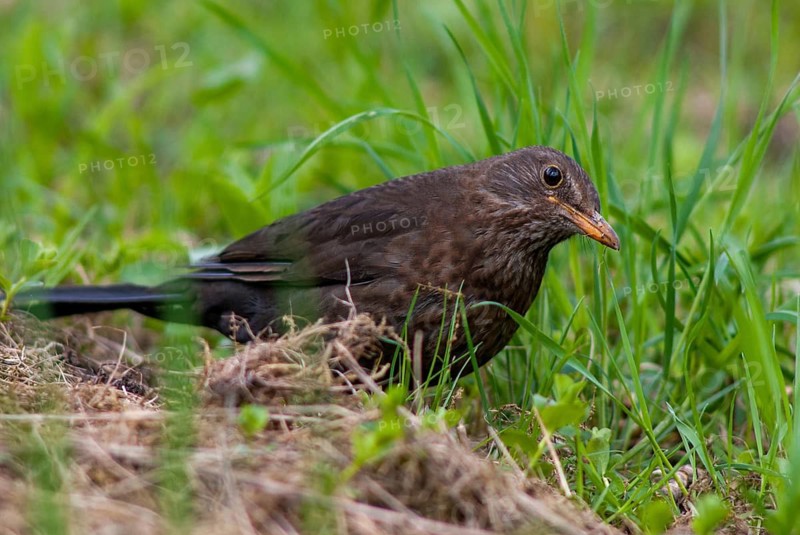 Blackbird, Turdus Merula, Birds, Female, Leo, Passeri, Songbirds, Thrush, Birds, Female