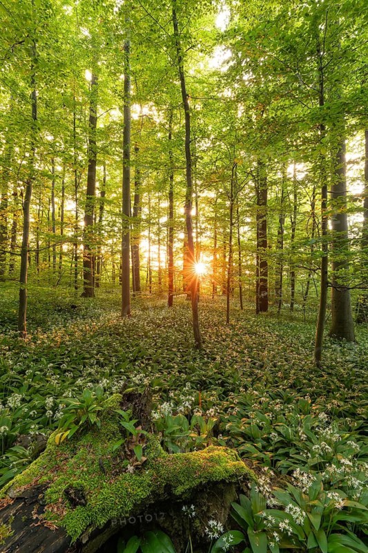Sunlight through green forest with blooming wild garlic and mossy log in spring. Kirchheim unter Teck, Baden-Württemberg, Germany