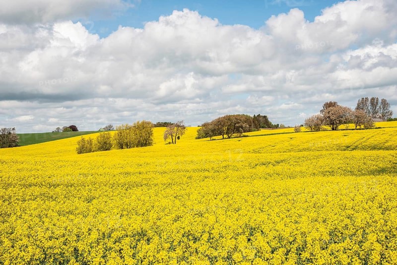 Landscape with fields of yellow flowering rapeseed and cloud in Ystad municipality, Skåne county, Sweden, Scandinavia