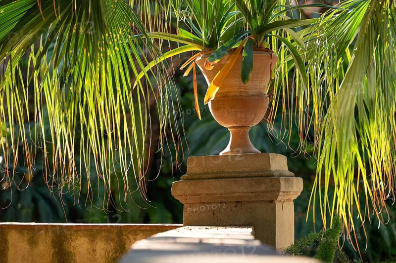 Decorative terracotta plant pot surrounded by thin palm leaves flooded with light, Palermo Botanical Garden or Orto Botanico, Palermo, Sicily, Italy