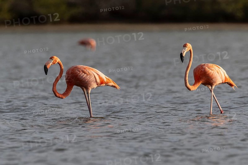 Cuba flamingos (Phoenicopterus ruber), Curacao