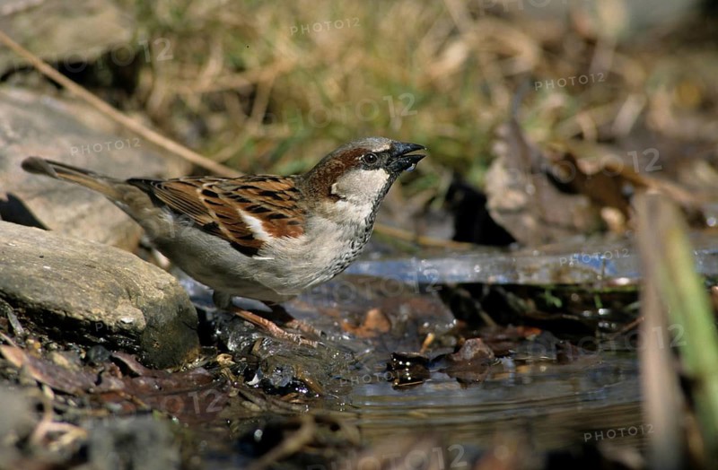 House Sparrow, Passer Domesticus, Sparrow, Bath, Bathe, Bird Bath, Birds, Garden, Leo, Male, Male, Passeri, Songbirds, Sparrow, Sparrow, Sparrow, Sparrow, Sparrow, Sparrow, Sparrow, Sparrow, Sparrow, Sparrow, Bird Bath, Birds, Winter