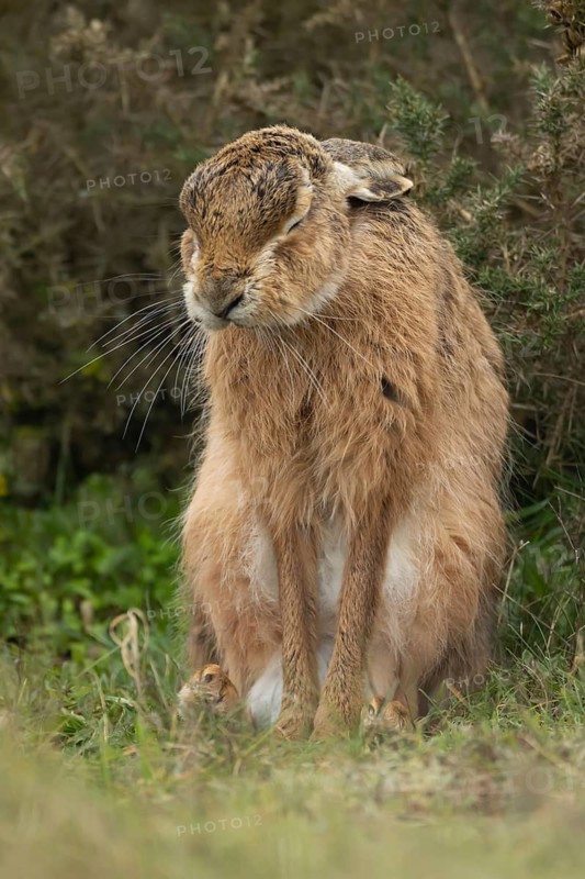 European brown hare (Lepus europaeus) adult animal stretching in a grassland England, United Kingdom