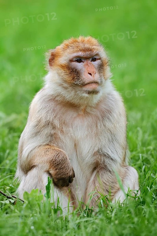 Barbary macaque or magot (Macaca sylvanus) sitting in a meadow, occurring in Morocco, Algeria and Gibraltar