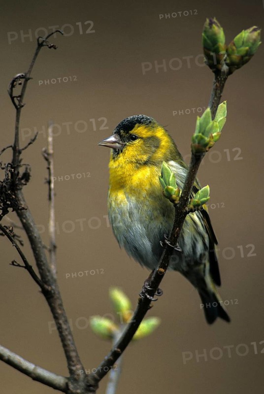 Carduelis spinus, siskin, spinus spinus, siskin, birds, spring, high size, portrait, leo, male, passeri, songbirds, songbirds, jump, birds