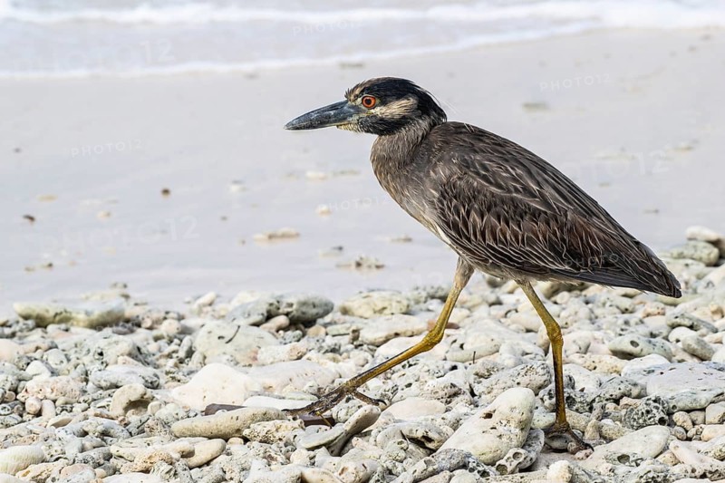 Crab Heron (Nyctanassa violacea), Playa Kalki, Curacao