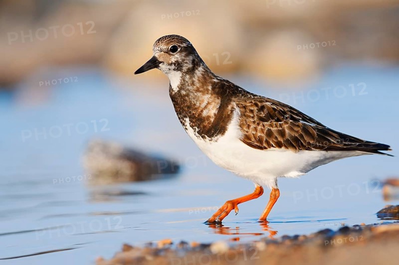 Ruddy turnstone (Arenaria interpres), Fuerteventura, Canary Islands, Spain