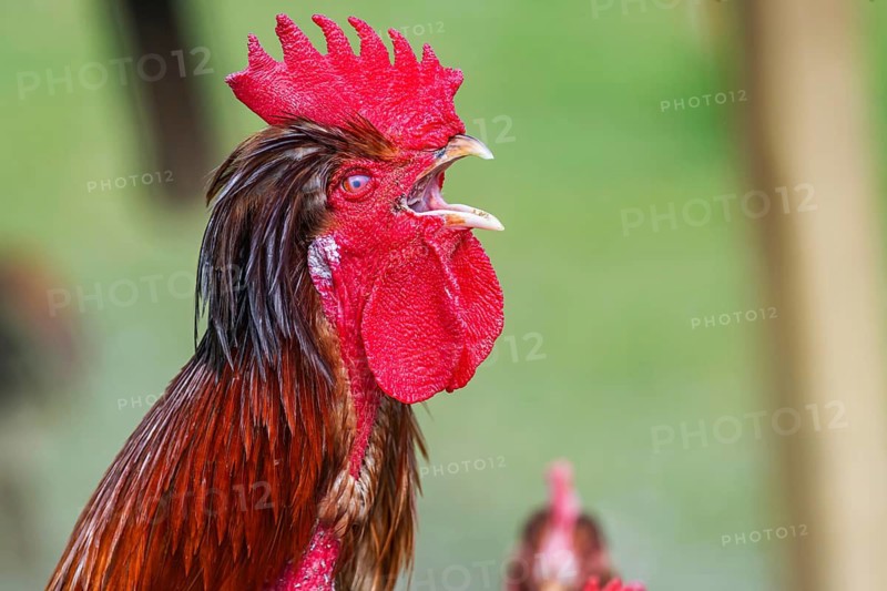 Chickens and a rooster on a poultry pasture with an outlet. Close-up of a crowing rooster. cockscream. St. Johann, Baden-Württemberg, Germany