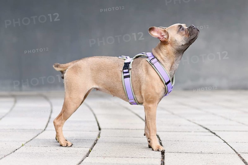 Side view of blue fawn French Bulldog with long healthy nose and tail wearing a dog harness in front of gray wall