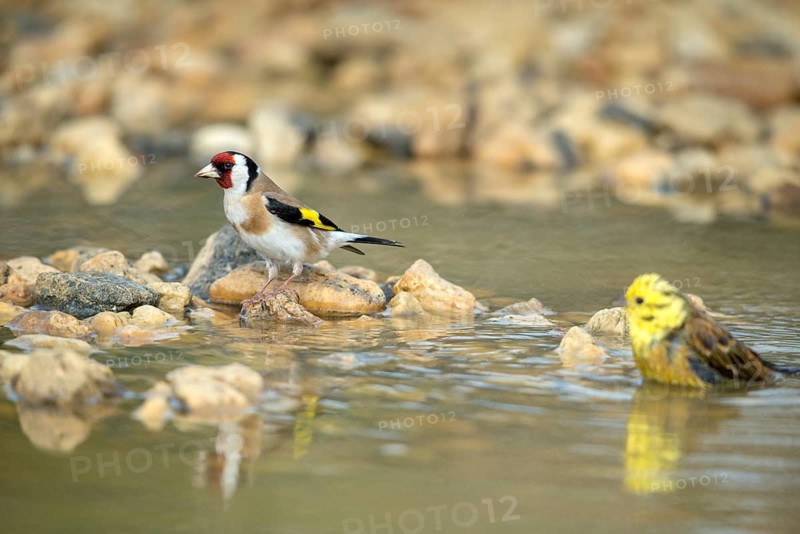 Carduelis Carduelis, Goldfinch, Emberiza Citrinella, Yellowhammer, Goldfinch, Goldfinch, Yellowhammer, Bath, Bird Bath, Birds, Passeri, Songbirds, Potion, Birdbath, Birds, Watering Place