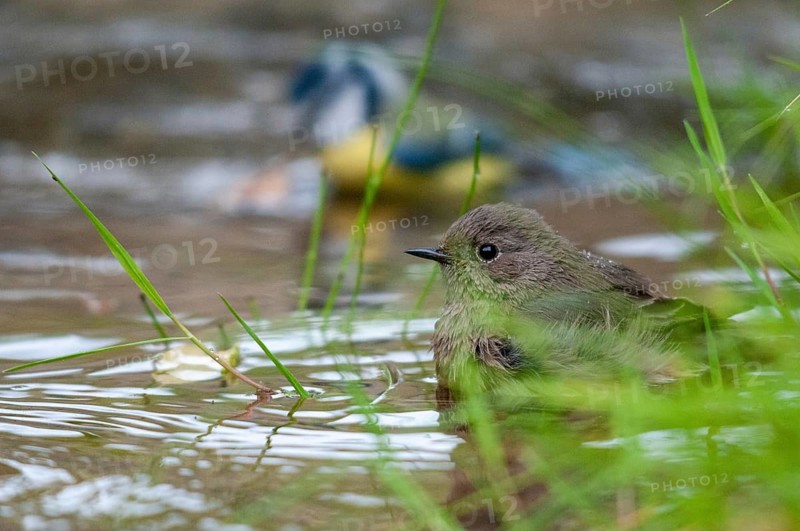 Black redstart, house redtail, Phoenicurus ochruros, bath, bird bath, birds, garden, passeri, songbirds, potion, birdbath, birds, watering place