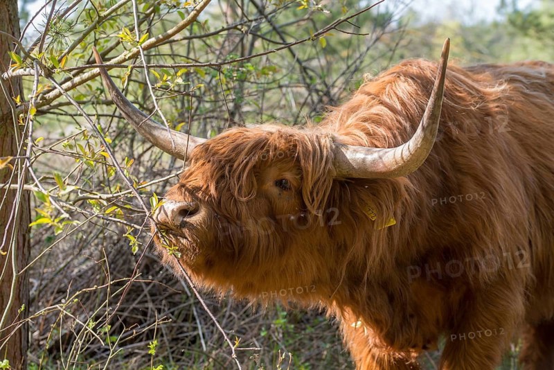 Artiodactyla, bos primigenius f. taurus, even-toed ungulate, highland cattle, kyloe, cloven-hoofed, Scottish highland cattle, domesticated animals, woody bites, pet, highland cattle, landscape management, landscape preservation, mammals, cattle, mammals