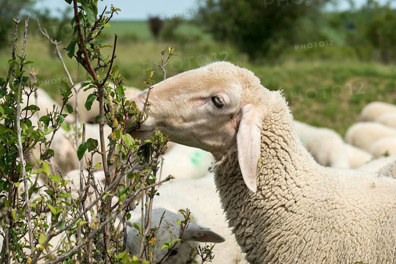 Artiodactyla, domestic sheep, even-töd ungulate, Germany, domestic sheep, nabu, natural heritage, Ovis Gmelini aries, cloven-hoofed, Thuringia, wind knots, cultivated landscape, domesticated animals, woody bite, pet, hut, herding, cultural landscape, landscape, mammals, nature reserve, sheep, sheep, mammals, nature reserve, sheep, mammals, wandering shepherd