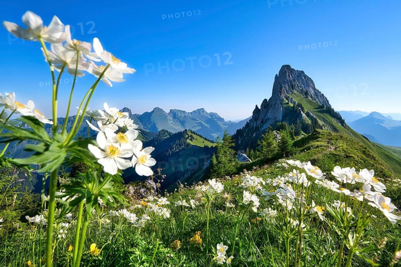 Spring in the mountains with narcissus anemones (Anemone narcissiflora) in the Fribourg Pre-Alps, a striking rocky peak in the Gastlosen mountain range, Canton of Fribourg, Switzerland