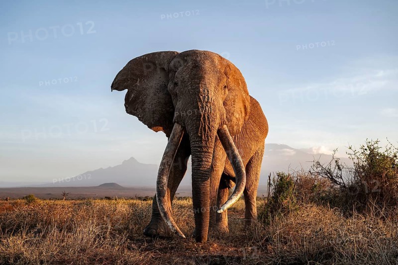 African elephant (Loxodonta africana) with Kilimanjaro, the famous Super Tusker elephant Craig, old male with long tusks, evening light, Amboseli, Kajiado County, Kenya
