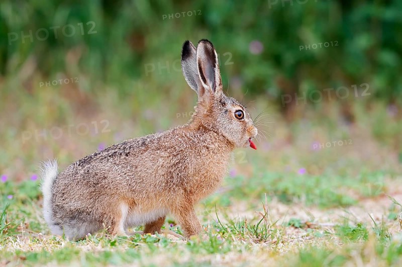 A brown hare (Lepus europaeus) is sitting in a meadow and sticking out its tongue, North Rhine-Westphalia, Germany