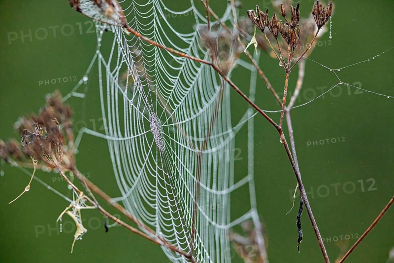 A filigree spider web with dew drops on dry branches, spider web with morning dew