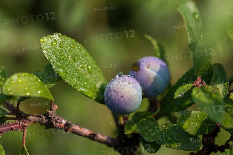 Cultivated plum, cultivated plant, neophyte, plum, Prunus domestica, rosaceae, rose family, flora, plants