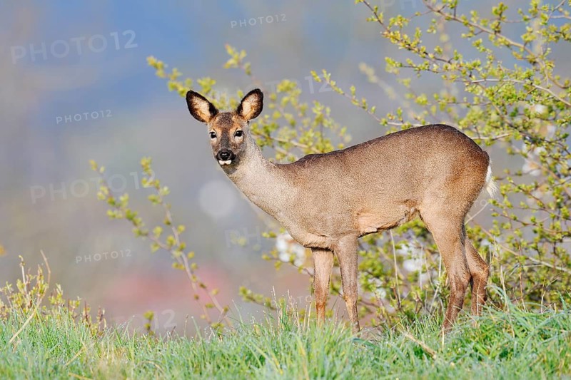 European roe deer (Capreolus capreolus), doe in spring, North Rhine-Westphalia, Germany
