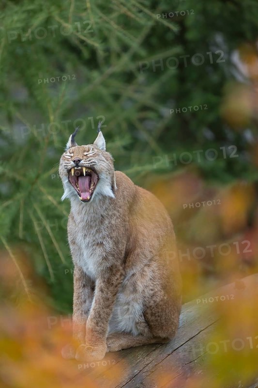 One Eurasian lynx, (Lynx lynx), sitting on fallen dead tree with a green natural background and autumnal leaves in the foreground