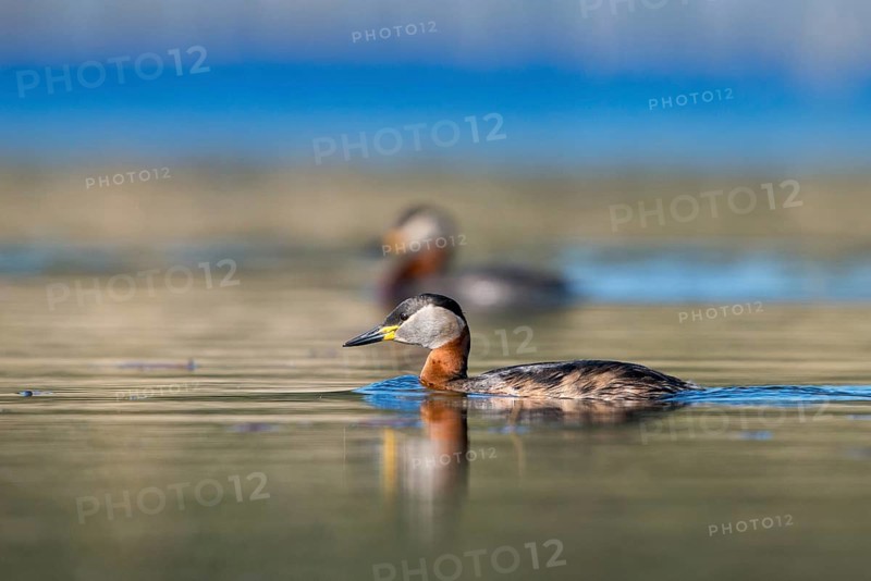 Brandenburg, Germany, Nabu, Nabu project, national natural heritage, Grünhaus natural paradise, podiceps grisegena, red-necked grebe, red-necked grebe, post-mining landscape, birds, grebe, greenhouse, rag grebes, podicipedidae, divers, birds, waterbirds, waterbirds, waterbirds