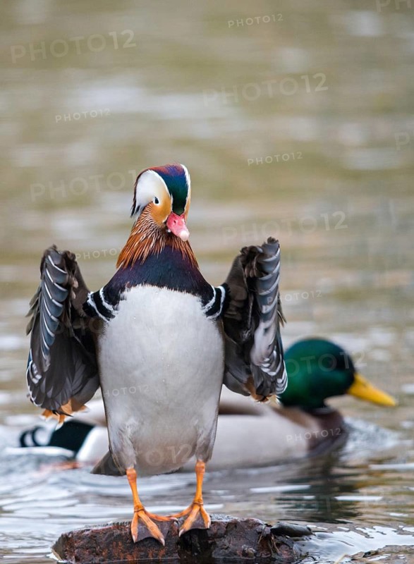 Aix galericulata, mandarin, mandarin duck, anatidae, bath, birds, ducks, ducks, ducks, ducks, male, birds, waterbirds, waterbirds