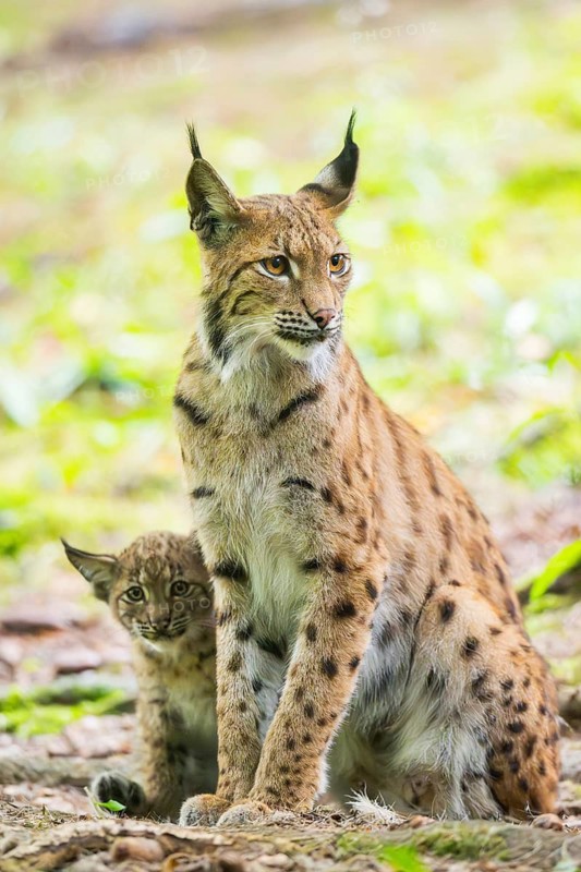 Eurasian lynx (Lynx lynx) mother with her youngster (cub) in a forest, Bavaria, Germany