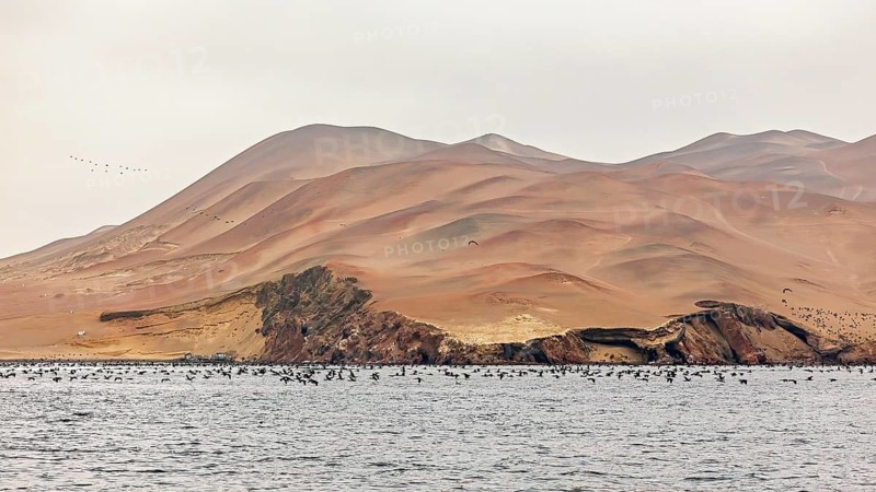 Sandy hills and birds near the sea create a vast, natural backdrop, guano cormorants, also known as guano gulls, near Paracas in Peru (Leucocarbo bougainvilliorum