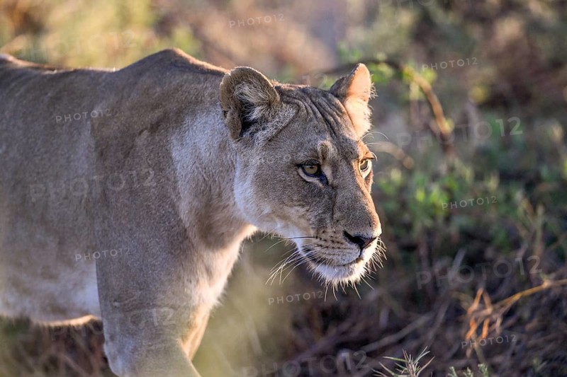 Lioness (Panthera leo) near Atzaró Camp, portrait, Okavango Delta, North-West District, Botswana