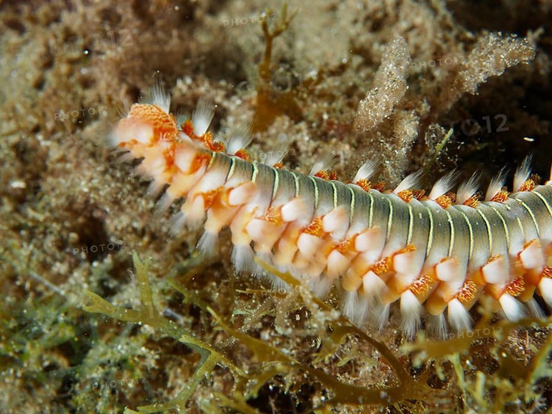 Close-up of a fireworm (Hermodice carunculata) moving through the underwater vegetation, dive site: El Cabron Marine Reserve, Arinaga, Gran Canaria, Spain, Europe, Atlantic Ocean
