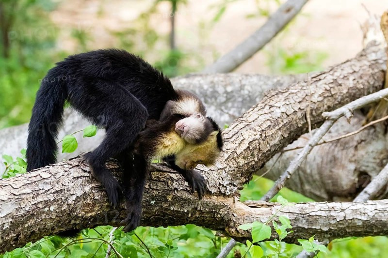 Central America, Costa Rica, (Cebus capucinus), capuchin monkey, white-shouldered capuchin monkey, animals, mammals, monkey, primates, Palo Verde